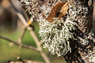 Iceland moss lichen on tree branch closeup