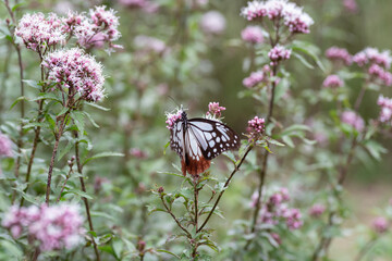 旅をする蝶　アサギマダラ
