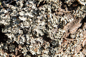 Common Greenshields lichen on tree bark closeup as natural background