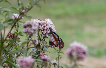 旅をする蝶　アサギマダラ