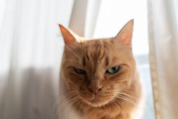 カーテンの隙間から顔を出す猫　茶トラ猫