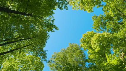 Fototapeta premium Crowns Of Deciduous Forest Trees With Bright Afternoon Sun And Rays. View From Bottom To Top. National Park.