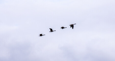 A Very Common Type Of Bird Not Far Off The Size Of A Gull