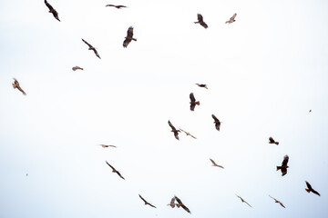 Eagle in flight on a white background. Golden eagle in free flight.