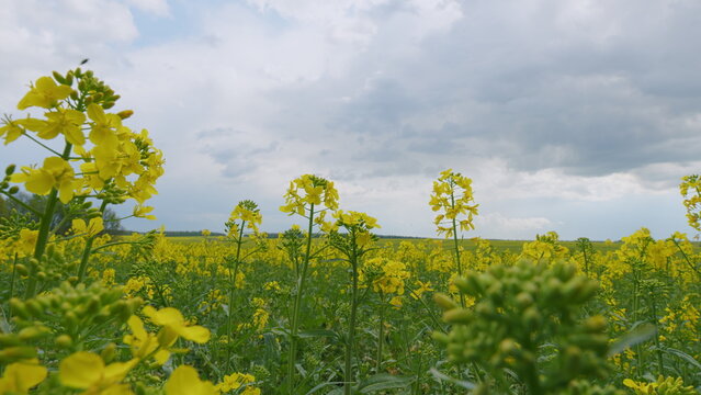 Yellow Flower Blossom Rapeseed Canola Agriculture Field. Flowering Rapeseed. Precision Farming And Stunning Rural Landscapes. Rapeseed Field In Bloom.