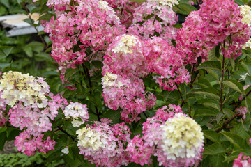 Hydrangea paniculata sort Fraise Melba hydrangea with pink flowers blooms in the garden in summer