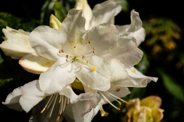 Blühender Rhododendron im heimischen Garten