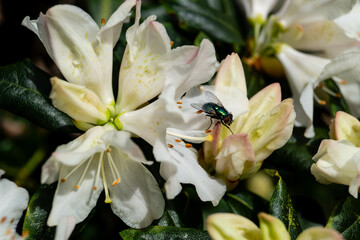 Obraz premium Blühender Rhododendron im heimischen Garten