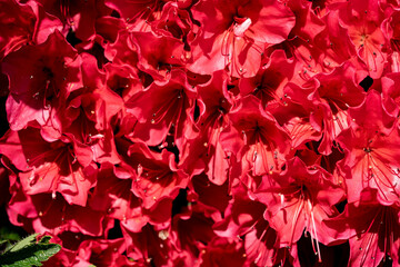 Blühender Rhododendron im heimischen Garten