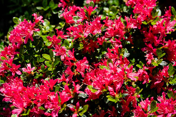 Bl&uuml;hender Rhododendron im heimischen Garten
