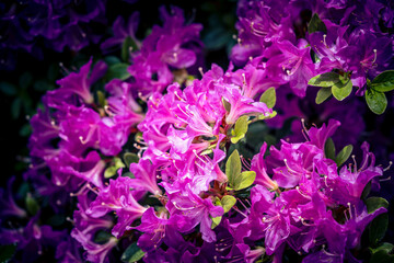 Blühender Rhododendron im heimischen Garten