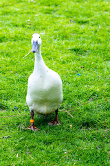 A Very Common Type Of Bird Not Far Off The Size Of A Gull