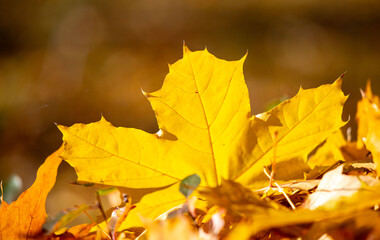 A leaf is on the ground and it is yellow