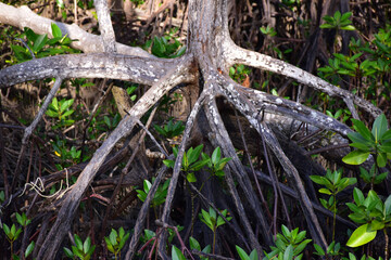 Fototapeta premium mangrove forest
