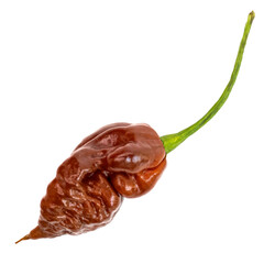 Big Black Mamma Super Hot Fresh ripe red brown chilli, chili pods on a white isolated background. Hot raw chilli fruit.