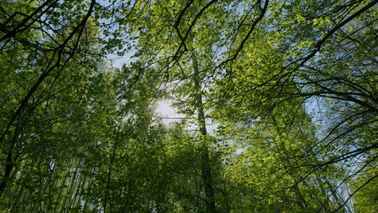 Obraz premium Deciduous Tree Branches In Warm Weather On A Sunny Day. Summer Mood In Forest With A View To Top To Sky.