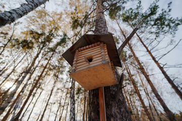 A charming wooden birdhouse perched high on a tree trunk in a serene forest during the golden hour of evening light