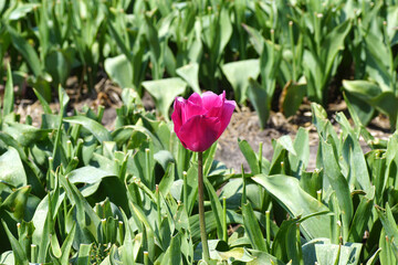 Dutch tulip field with one red tulips above headed tulips near the village of Bergen in spring. Netherlands, May