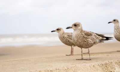 The Seagull Is A Large Bird Often Seen At The Seaside Trying To Steal Food Etc From People