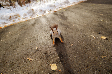 A curious squirrel pauses on a sunlit path surrounded by fallen leaves and a hint of snow in a...