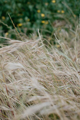 Beautiful field with dry grass and wild oats in delicate beige and golden hues, autumn spring landscape, wallpaper, background