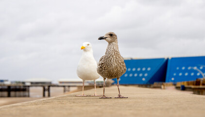 The Seagull Is A Large Bird Often Seen At The Seaside Trying To Steal Food Etc From People