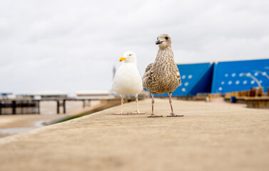 The Seagull Is A Large Bird Often Seen At The Seaside Trying To Steal Food Etc From People