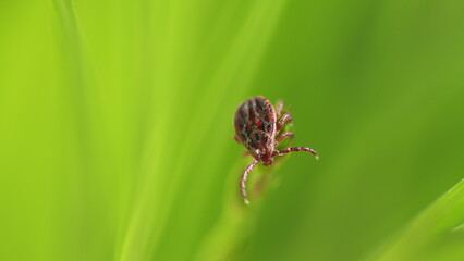 Hard Tick Crawling On Green Leaf Background. Infectious Disease Carrier. Mite Crawls On Green...