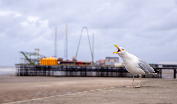 The Seagull Is A Large Bird Often Seen At The Seaside Trying To Steal Food Etc From People