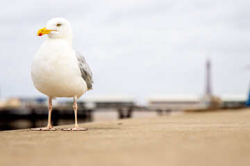 The Seagull Is A Large Bird Often Seen At The Seaside Trying To Steal Food Etc From People