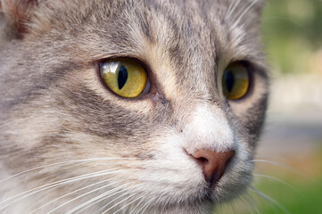 Portrait of a common domestic cat