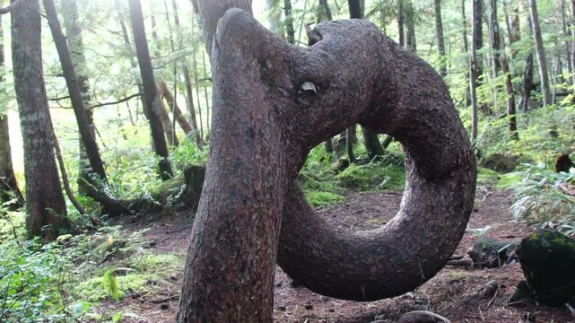 牛留池のネジネジの木