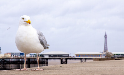 Obraz premium The Seagull Is A Large Bird Often Seen At The Seaside Trying To Steal Food Etc From People
