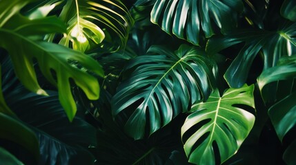 Lush Green Tropical Leaves Background
