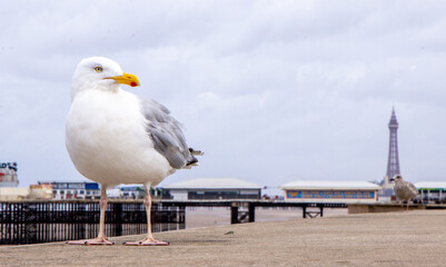 The Seagull Is A Large Bird Often Seen At The Seaside Trying To Steal Food Etc From People