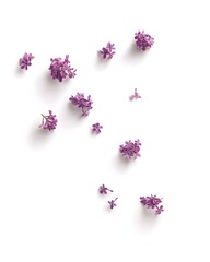 Obraz premium Lilac Flowers Scattered on White Background