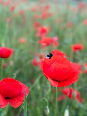 Close-up of a vibrant red poppy flower with a bumblebee resting on its petal. The blurred green and grey background highlights the bright colors of the flower and insect.