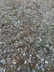 Icy grass and leaves on the ground