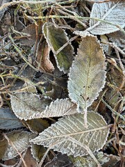 Сlose up Icy grass and leaves on the ground