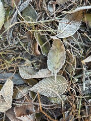 Сlose up Icy grass and leaves on the ground