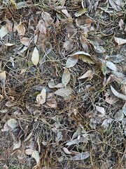 Icy grass and leaves on the ground