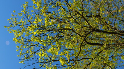 Fototapeta premium Oak With Green Foliage In Spring Season. Oak Tree With Green Leaves In Forest. Grove Of Oaks With Young Spring Green Foliage Against Background Of Blue Sky.