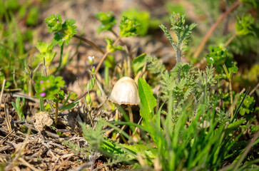 Small toadstool mushrooms in the forest. Inedible mushrooms in the field in the grass close-up.