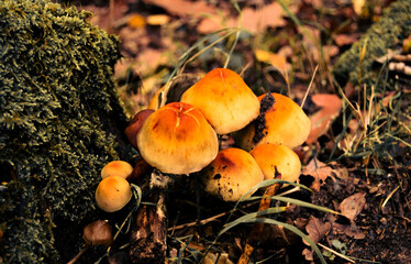 autumn mushrooms in the wet forest