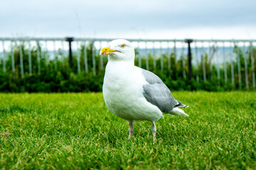 The Seagull Is A Large Bird Often Seen At The Seaside Trying To Steal Food Etc From People