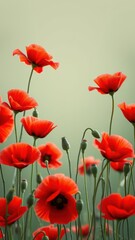 Red poppies bloom in a field on a sunny summer day