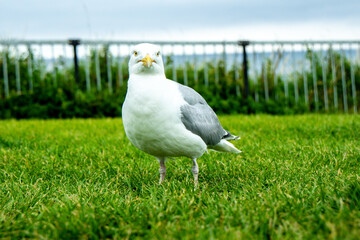 The Seagull Is A Large Bird Often Seen At The Seaside Trying To Steal Food Etc From People