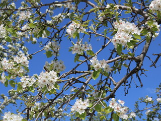 branches of a blooming spring tree or bush on a bright blue sky background, natural springtime textural background, flowering and pollination of spring trees