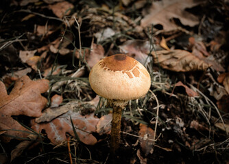 autumn mushrooms in the wet forest