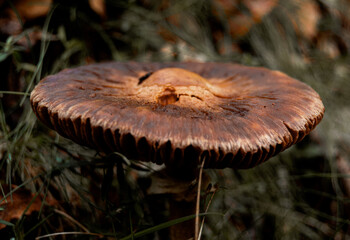autumn mushrooms in the wet forest